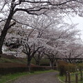 写真: 桜_公園 S1634