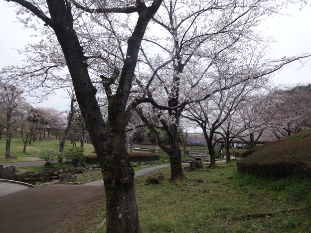桜_公園 S1640