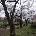 写真: 桜_公園 S1640