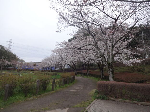 写真: 桜_公園 S1641