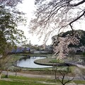 写真: 桜_公園 K1365