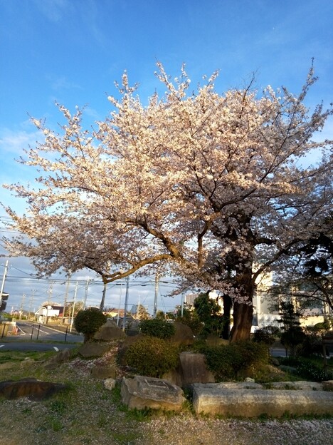 写真: 桜_学びの里 K0412_3