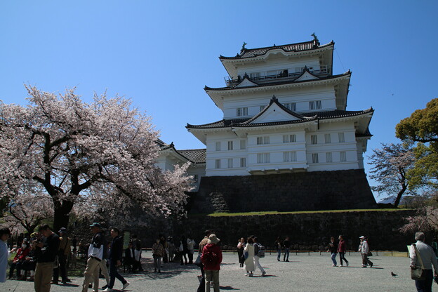 写真: 桜と小田原城 D4917