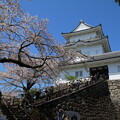 写真: 桜と_小田原 D4922