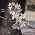 写真: 桜_公園 S1710
