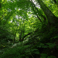 写真: 森緑の世界