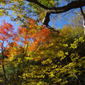 写真: 秋の森景色２