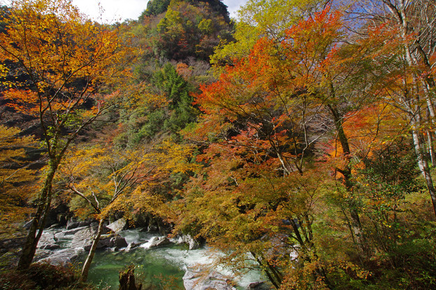 写真: 瀬戸川渓谷の秋