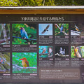 写真: 下津井周辺の鳥たち