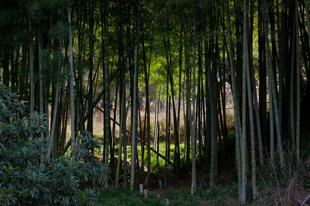 写真: 竹林と畑