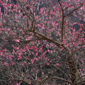 写真: 谷間の紅梅