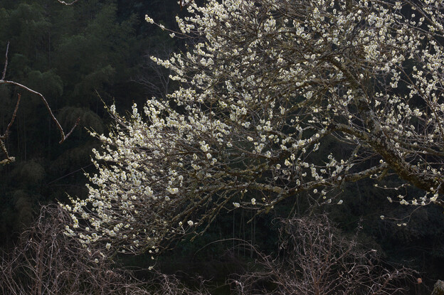 写真: 谷間の白梅