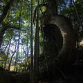 写真: 竜杉2