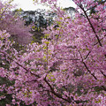 写真: 桜の谷