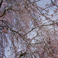 写真: 枝垂れ桜(１)
