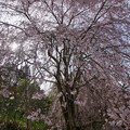 写真: 枝垂れ桜(２)