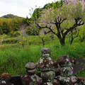 写真: 枝垂れ桜(３)