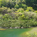 写真: 春の吉野川