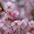 写真: 御殿場桜