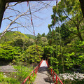 写真: 赤い吊り橋