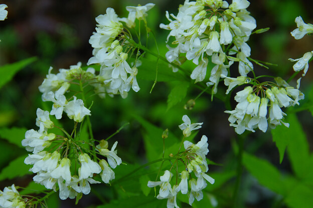 鈴生りの白い花