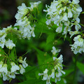鈴生りの白い花