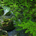 写真: 谷川は緑