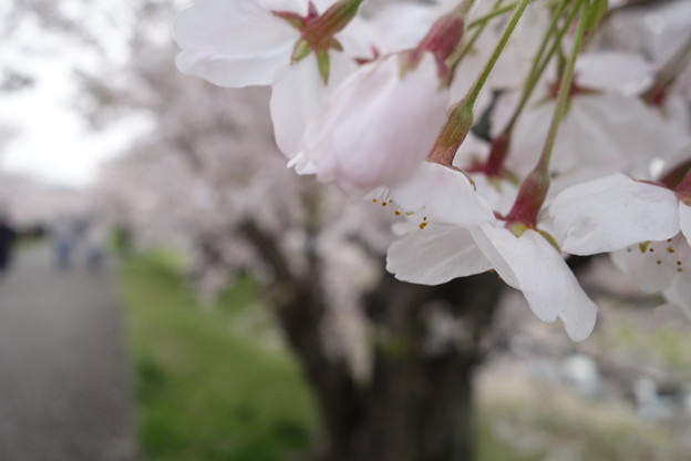 写真: 桜花のうなじ