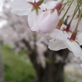 写真: 桜花のうなじ
