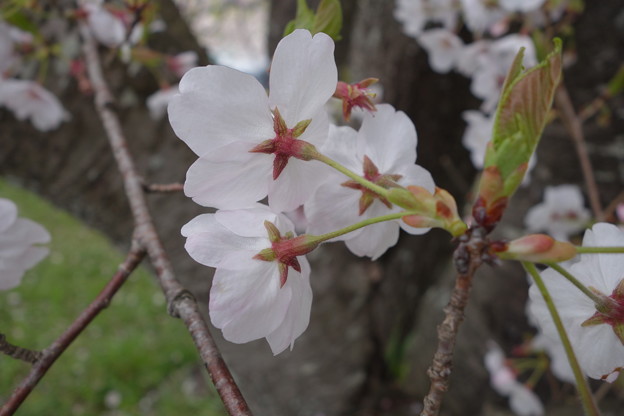 写真: 桜花のうなじ　その２