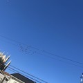 写真: 青空と白い半月と鳥たちと飛行機