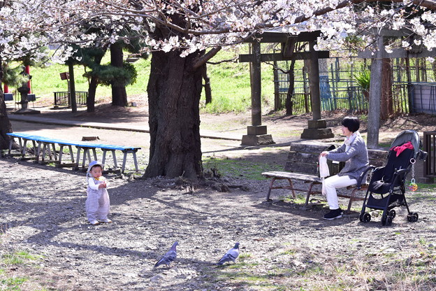 Photos: はじめての桜