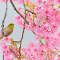 Photos: 春色メジロん