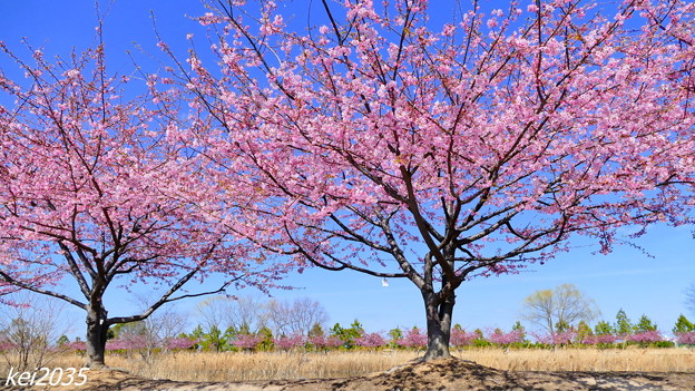 写真: 阿部池の河津桜