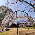 写真: 曹源寺のしだれ桜NO.3