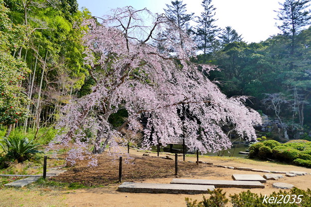 写真: 曹源寺のしだれ桜NO.4