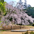 写真: 曹源寺のしだれ桜NO.4