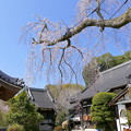 写真: 千光寺の桜NO.2