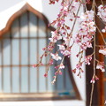 写真: 千光寺の桜NO.4