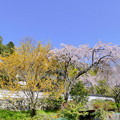 写真: 千光寺の桜NO.5