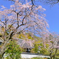 写真: 千光寺の桜NO.6