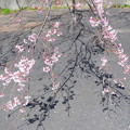 写真: 千光寺の桜