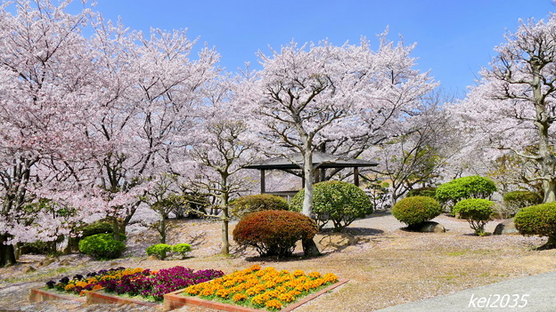 写真: 種松山の桜