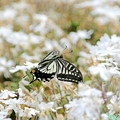 写真: 蝶の優雅な舞NO.4