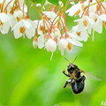 写真: エゴノキ＆蜂