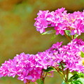 写真: 住心院の紫陽花NO.5