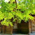 写真: 曹源寺の新緑