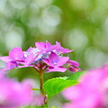 写真: 圓福寺の紫陽花