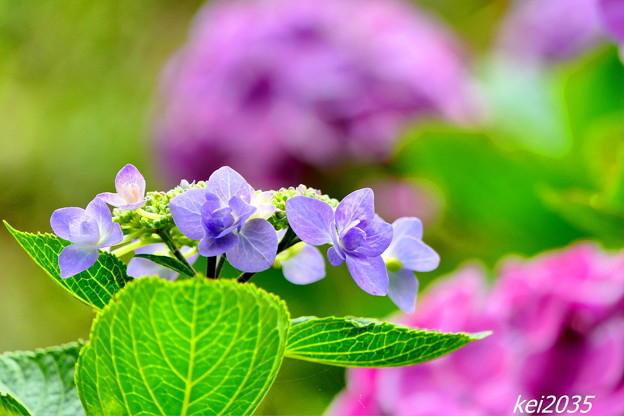 写真: 大滝山の紫陽花