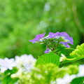 写真: 圓福寺の紫陽花